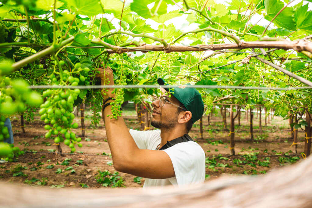 Giacovelli’s method: Harvesting