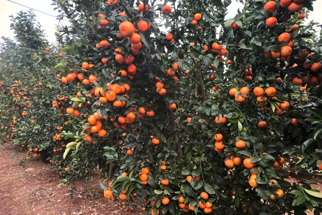 Linbo mandarino Tang Fruit piante 2021