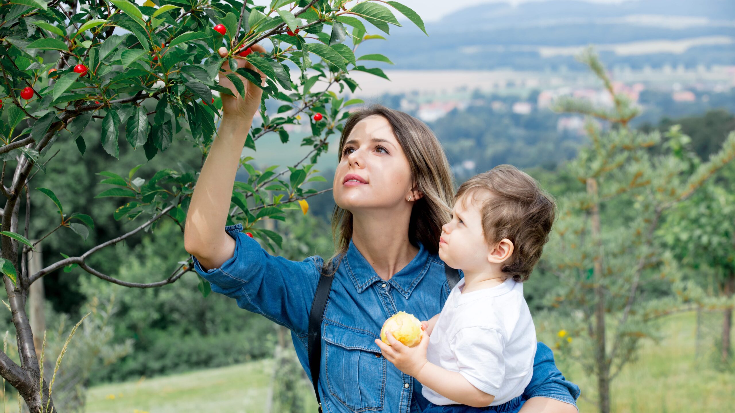 recognize a cherry tree