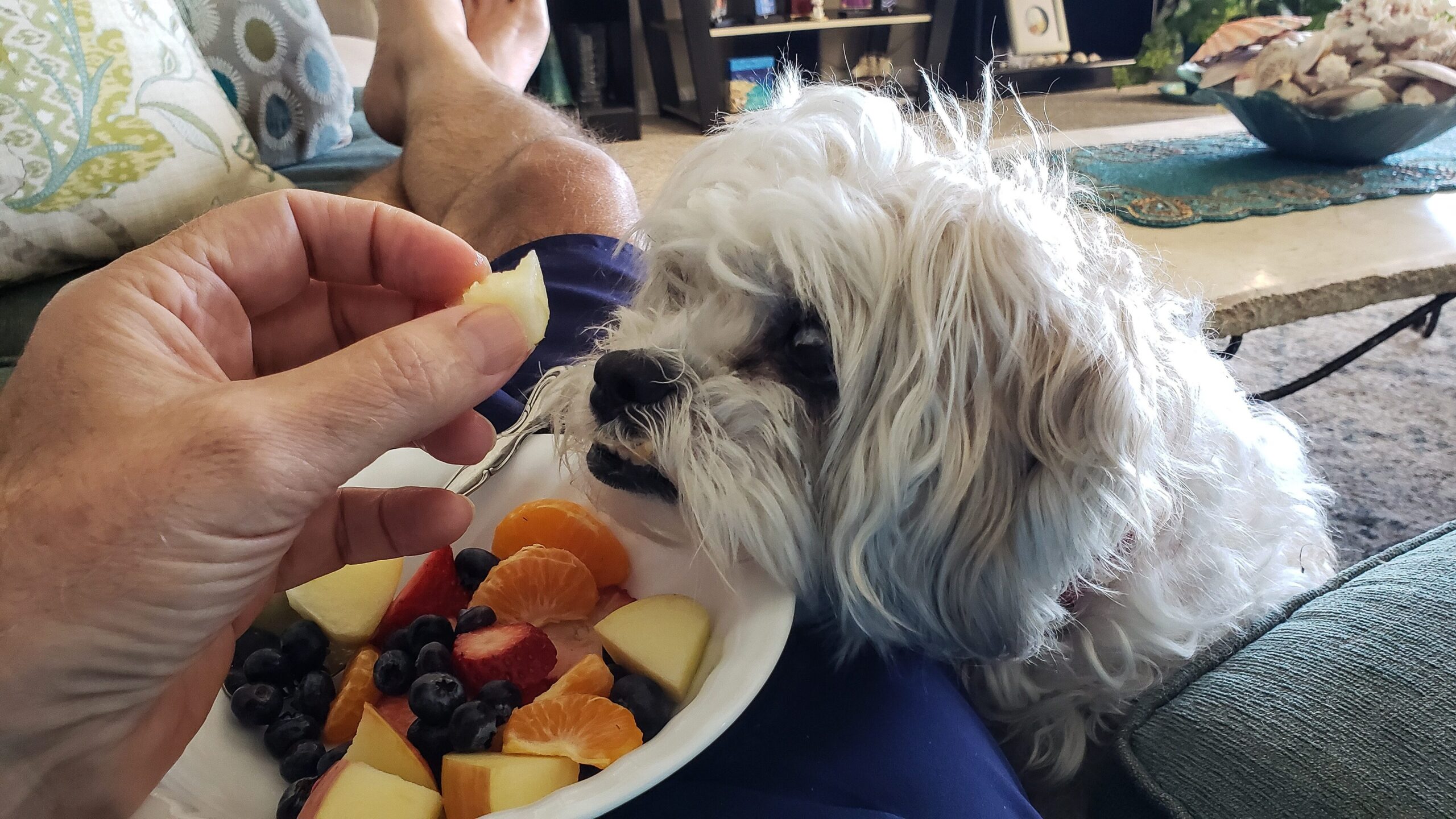 Dogs can eat apricots