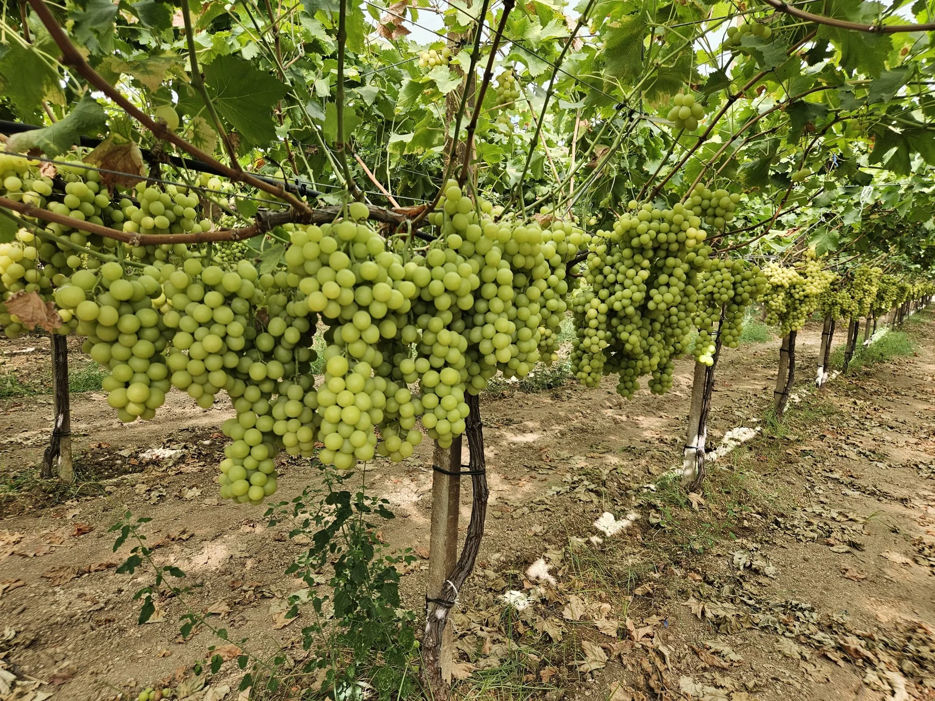 Vigneto Giacovelli dedicato alle nuove varietà di uva da tavola