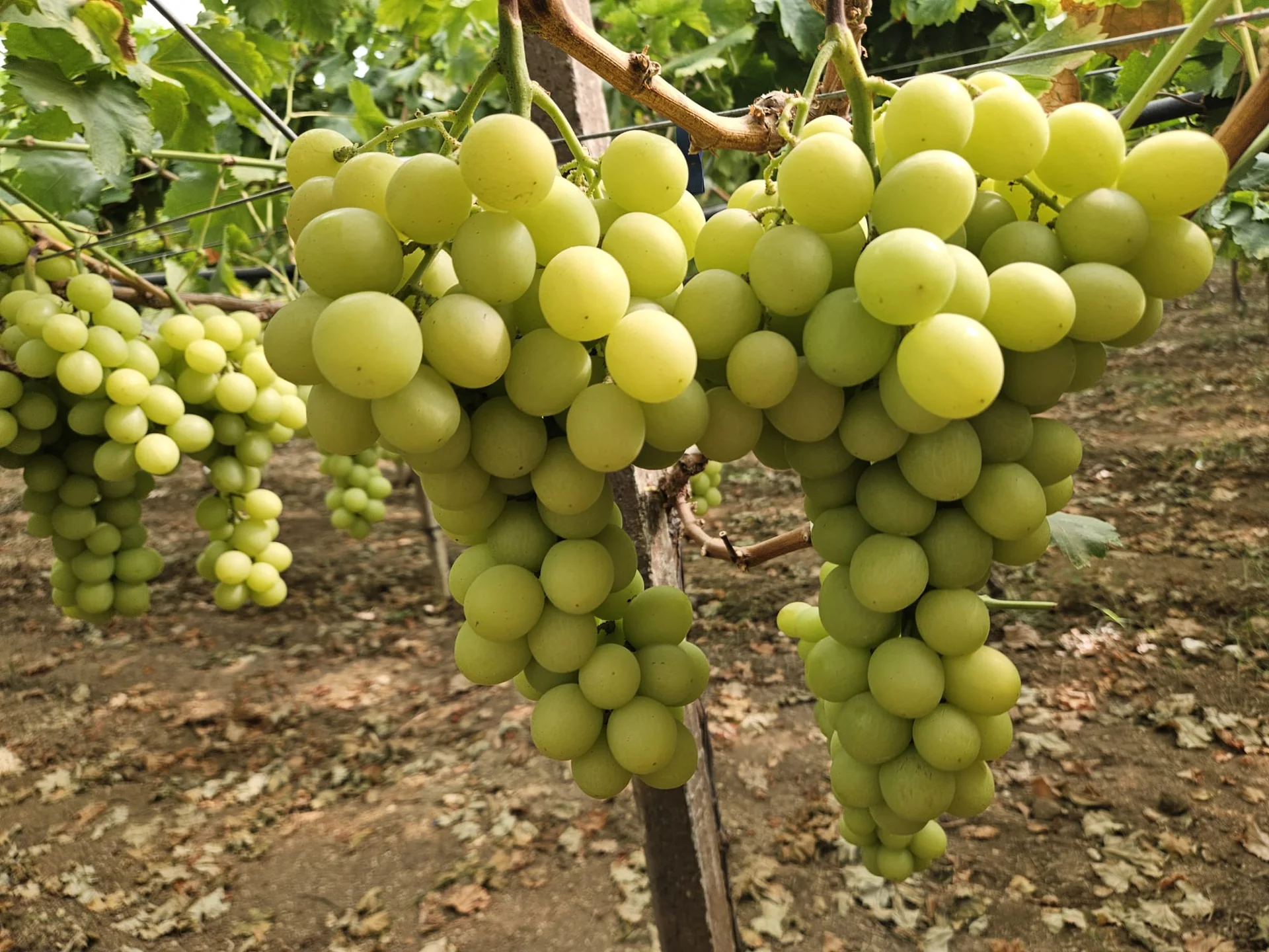 Grappoli di uva AUTUMNCRISP coltivati da Giacovelli