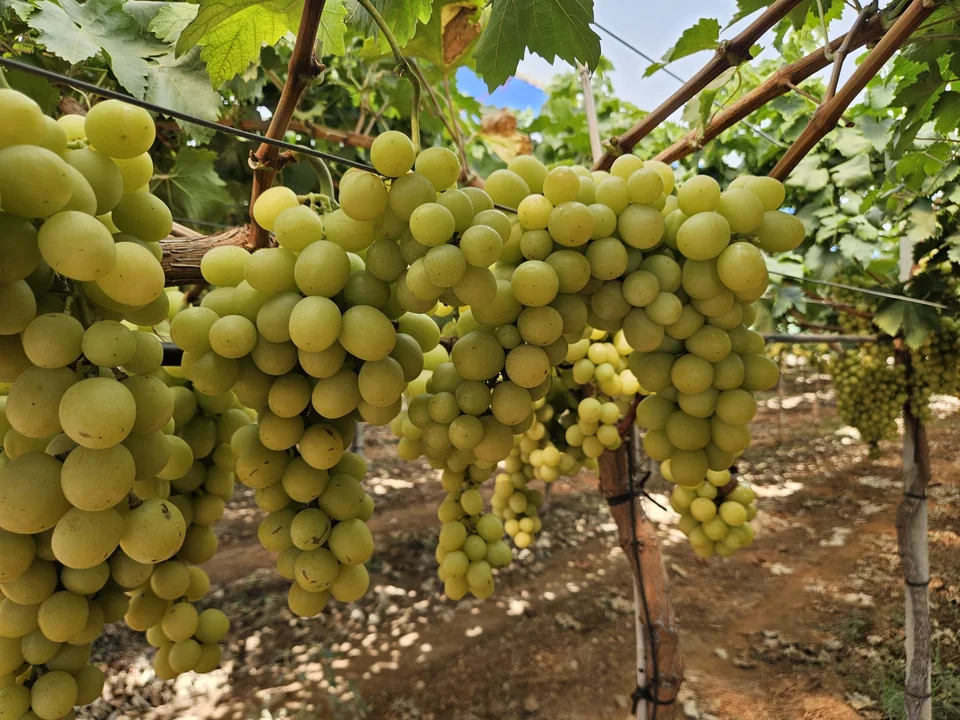 AUTUMNCRISP coltivata nei vigneti Giacovelli