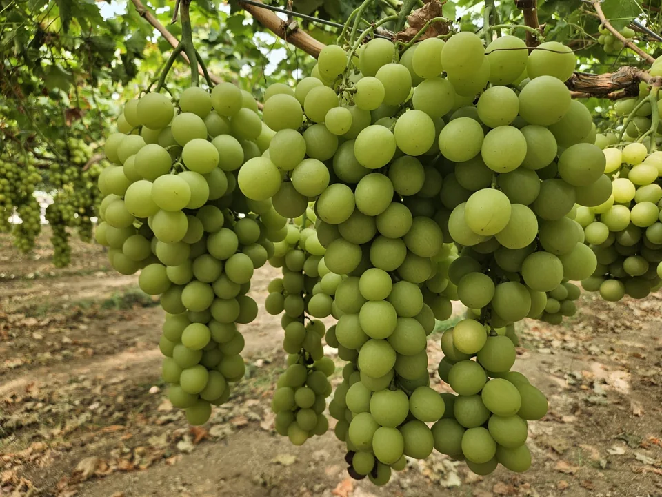 Dettaglio dei grappoli AUTUMNCRISP coltivati da Giacovelli