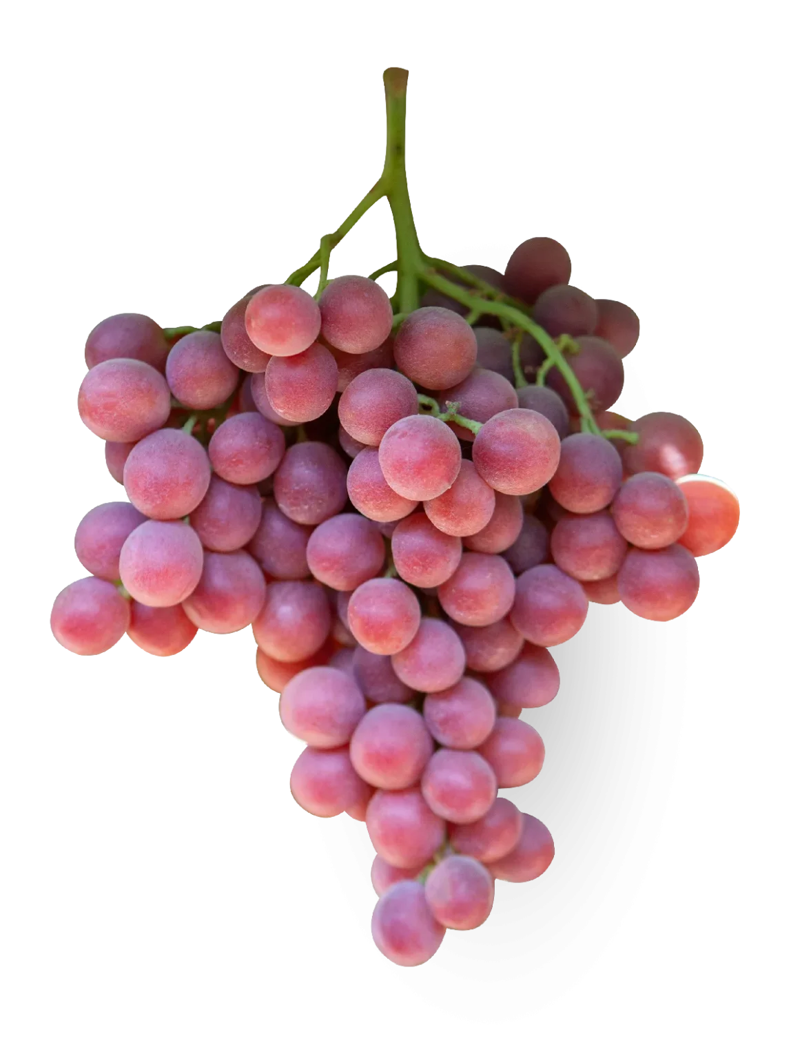 Sweet Celebration™ by BLOOM FRESH