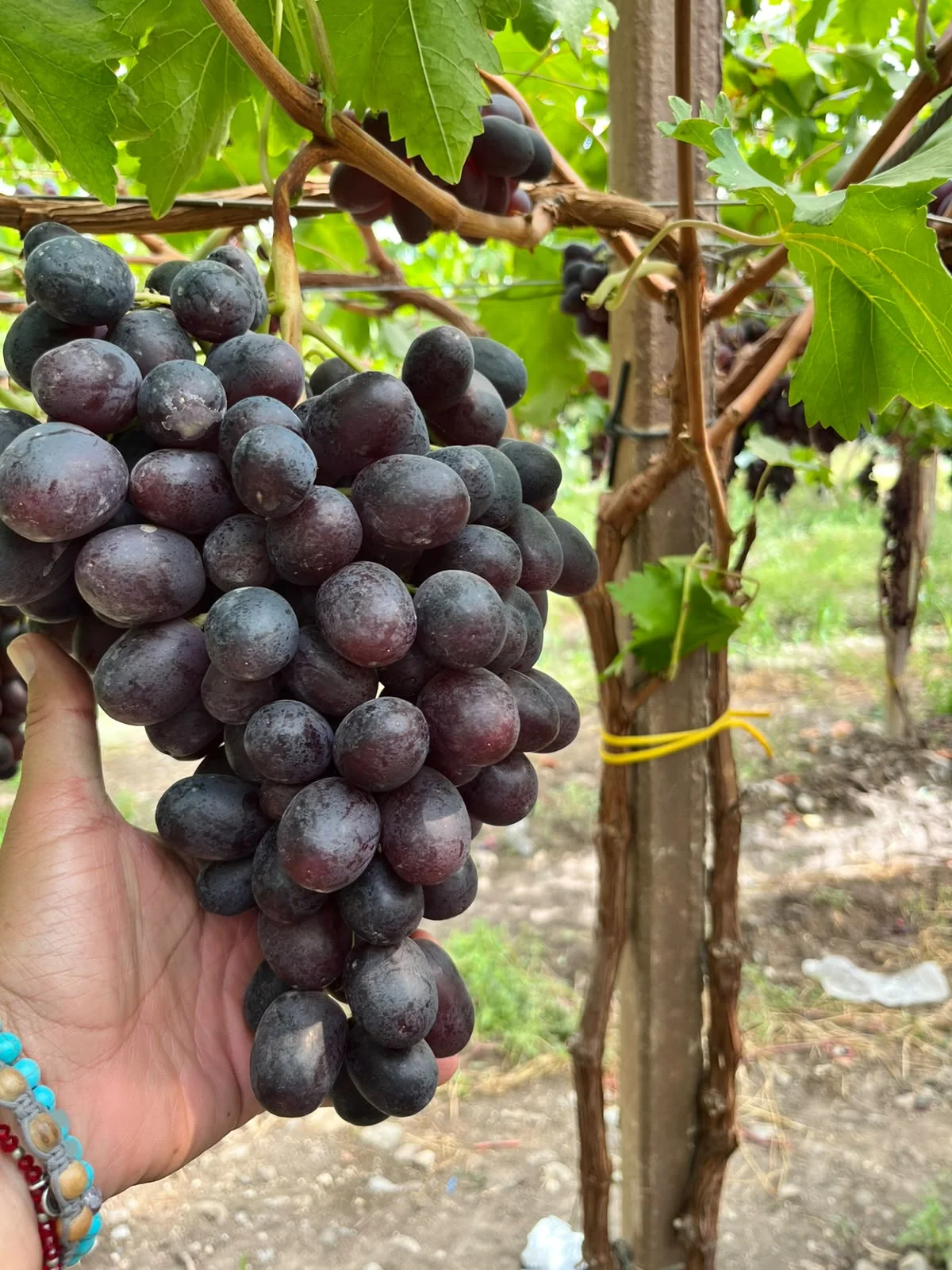ADORA cluster in Giacovelli vineyards