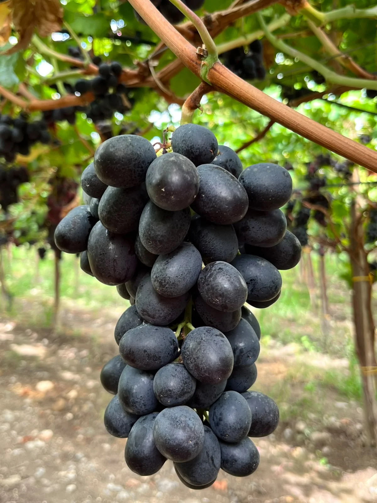 ADORA in Giacovelli vineyards