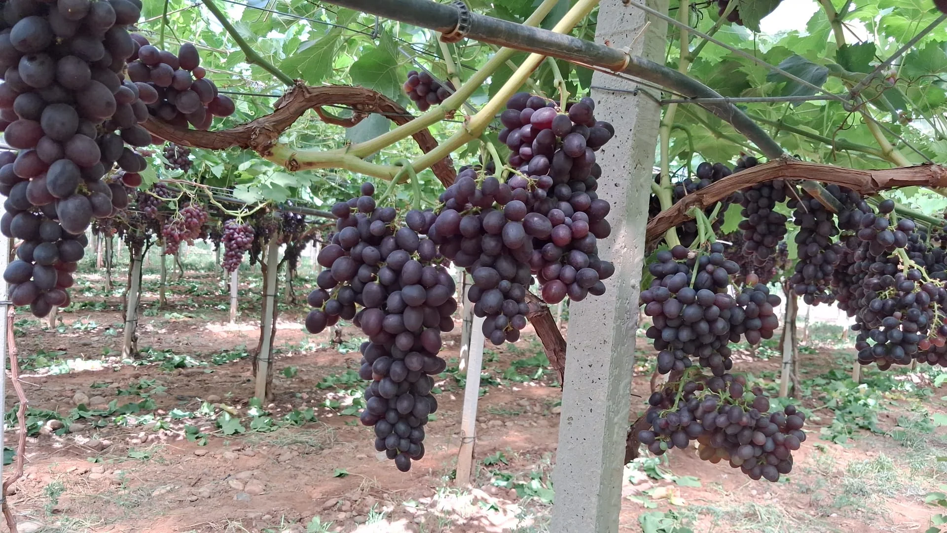 Ruby Rush in Giacovelli vineyards