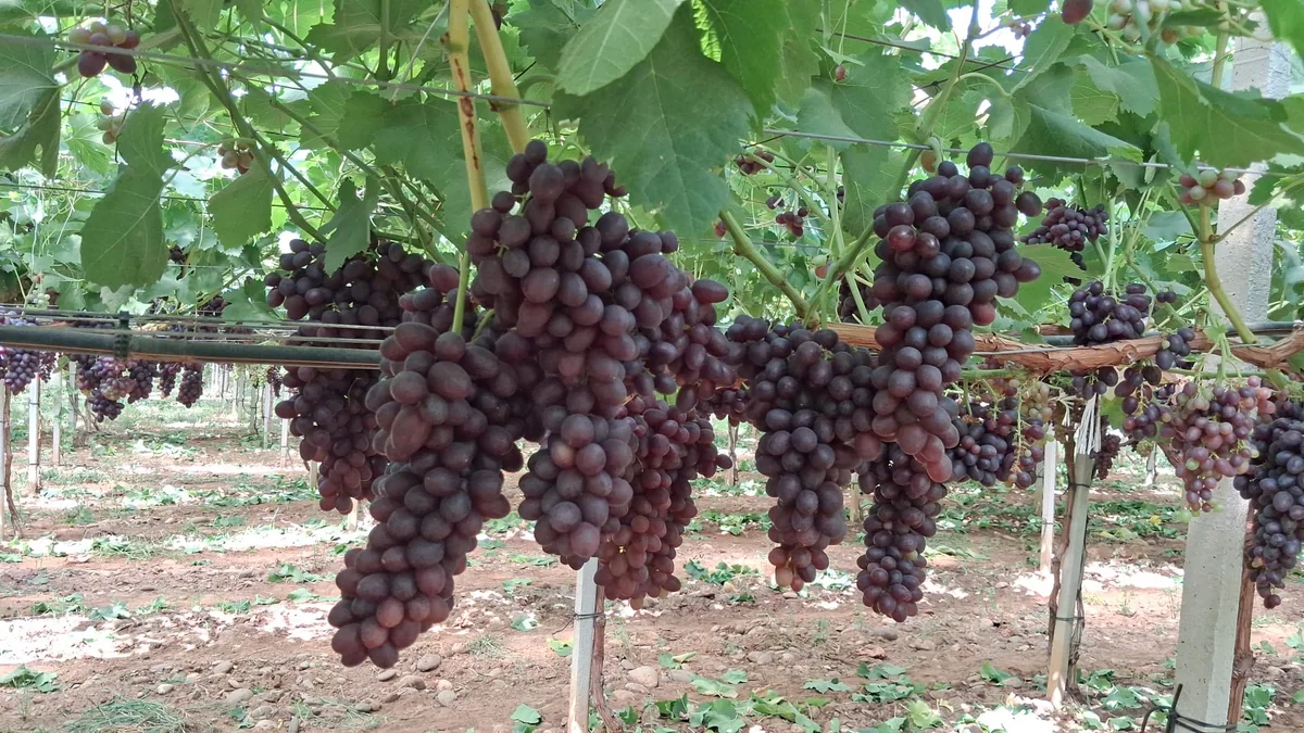 Ruby Rush clusters in Giacovelli vineyards